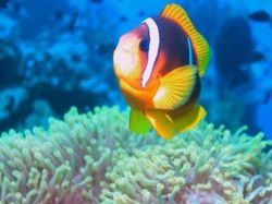 Red  Sea Anemonefish taken with Nikon Coolpix 5000 in a s... by Colin Osborne 